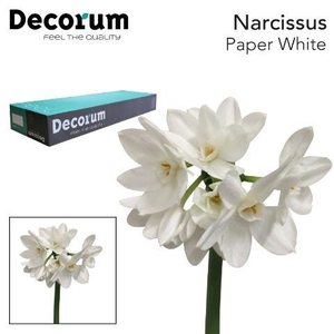 Narcissus Paperwhite Big Box 300