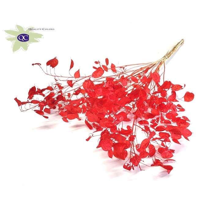 <h4>Lunaria ± 80cm per bunch in poly Red</h4>