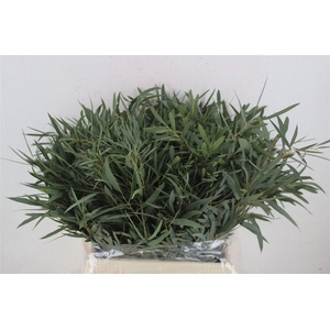 Euca Nicoly Short 150gr P Bunch