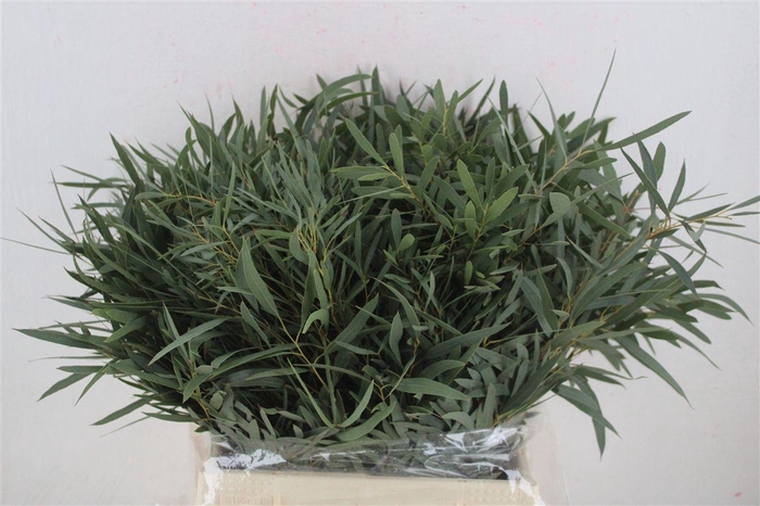 <h4>Euca Nicoly Short 150gr P Bunch</h4>