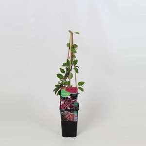 Lonicera periclymenum Serotina