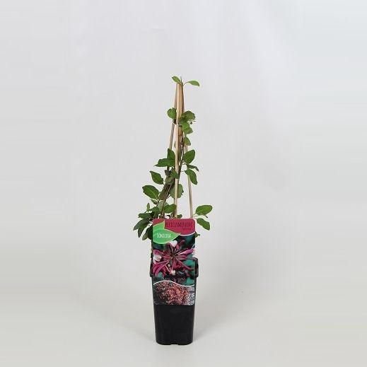 <h4>Lonicera periclymenum Serotina</h4>