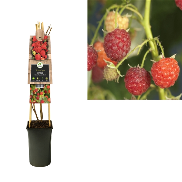 <h4>Rubus idaeus 'Autumn Bliss' +3.0 label</h4>