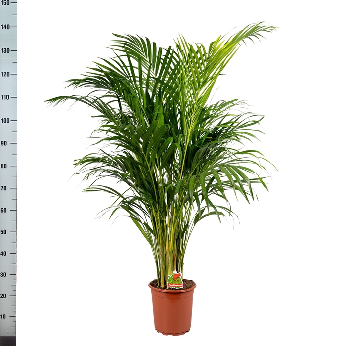 <h4>DYPSIS LUTESCENS</h4>