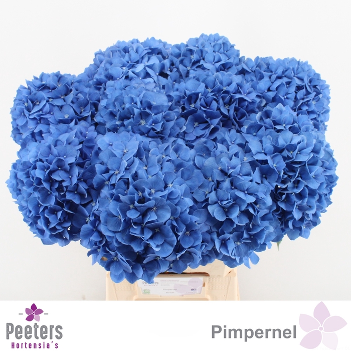 <h4>HYDR M CH PIMPERNEL</h4>