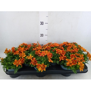 Bidens fer. 'Solaire Horizon'