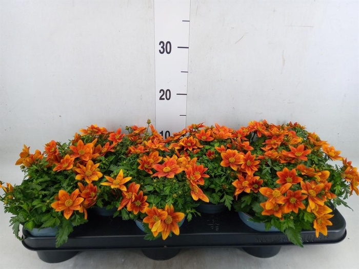 <h4>Bidens fer. 'Solaire Horizon'</h4>