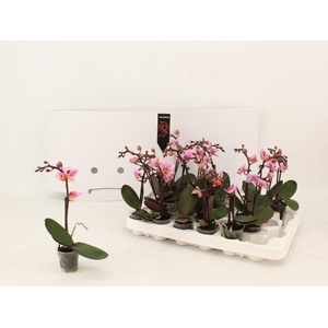 PHAL MINI