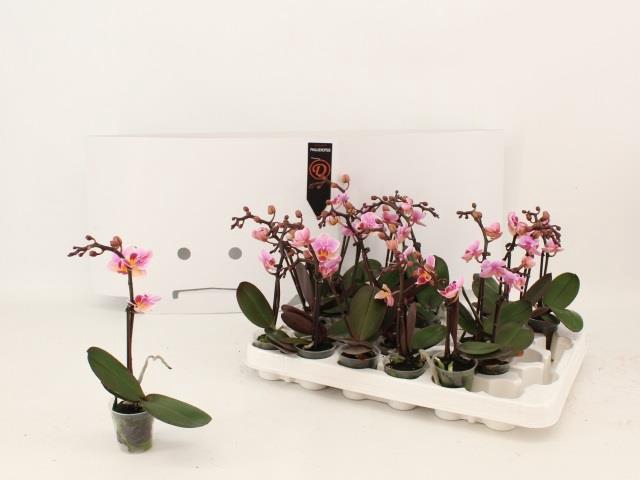 PHAL MINI