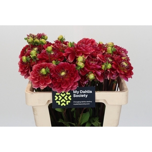 Dahlia Salmon Society