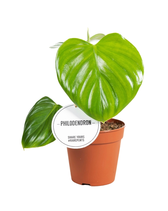 <h4>Philodendron Pittieri</h4>