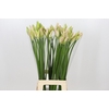 Nerine Bicolor Bionce