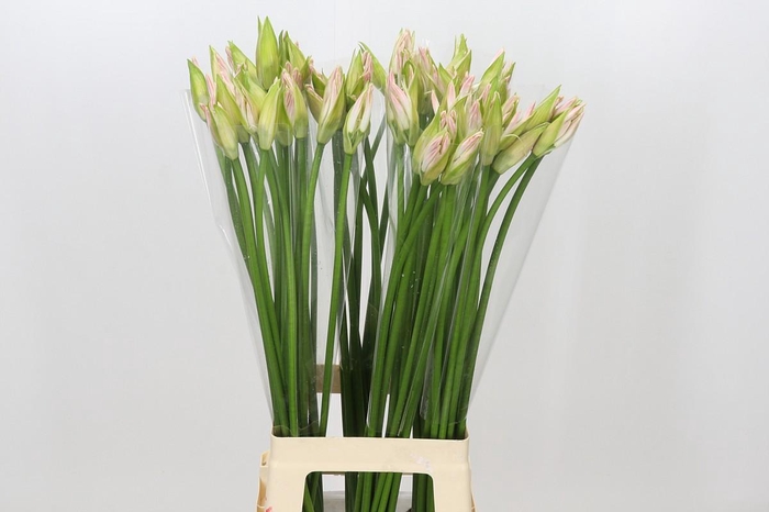 Nerine Bicolor Bionce