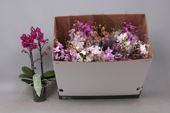 <h4>PHAL MF GEM 8 KL</h4>