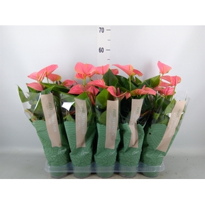 Anthurium andr. 'Sweet Dream'
