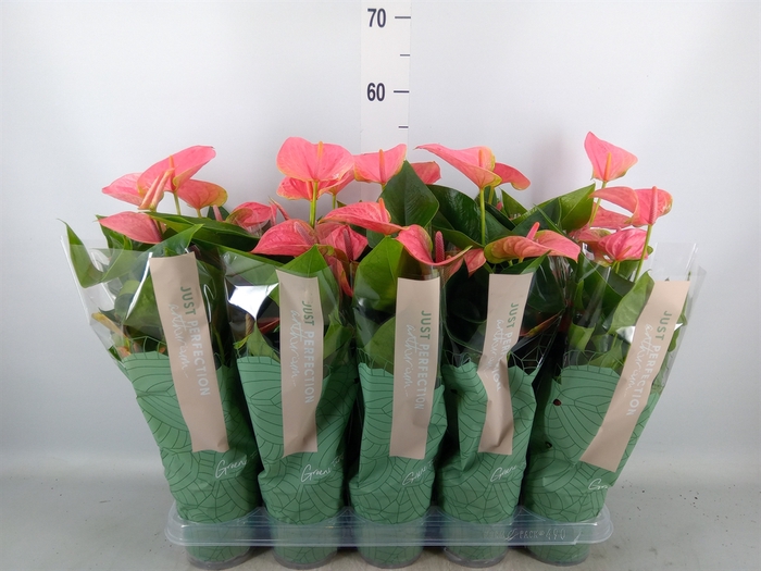 <h4>Anthurium andr. 'Sweet Dream'</h4>