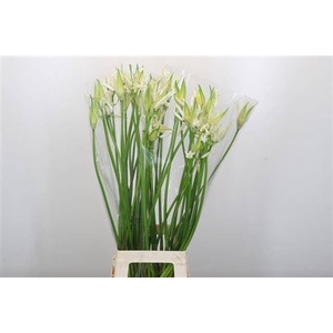 Nerine Like A Virgin