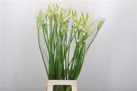 <h4>Nerine Like A Virgin</h4>