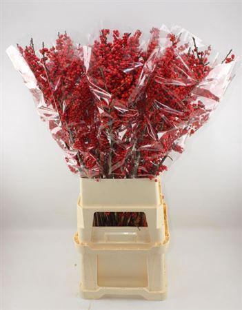 <h4>Ilex Ve Rode Bes</h4>