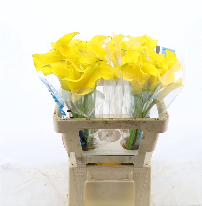 <h4>ZANT CAPT SOLO</h4>