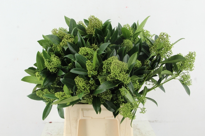<h4>SKIM KEW GREEN PER BUNCH (10BL)</h4>