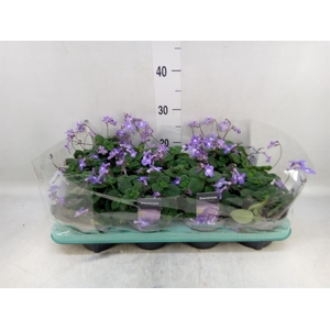 Streptocarpus saxorum