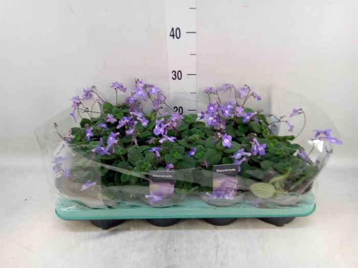 <h4>Streptocarpus saxorum</h4>