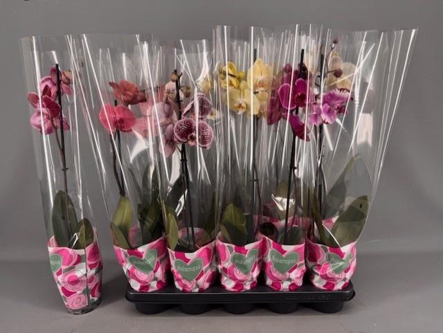 <h4>PHAL GEM 5 KL</h4>