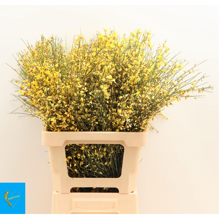 <h4>GEN OV GEEL BS</h4>