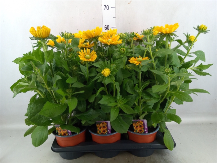 <h4>Rudbeckia   ...</h4>