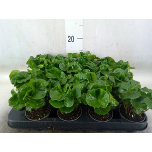 Coffea arabica