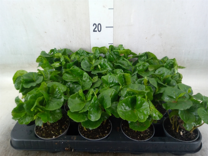 <h4>Coffea arabica</h4>