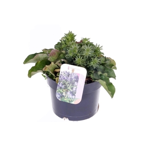 Eryngium planum Blue Hobbit
