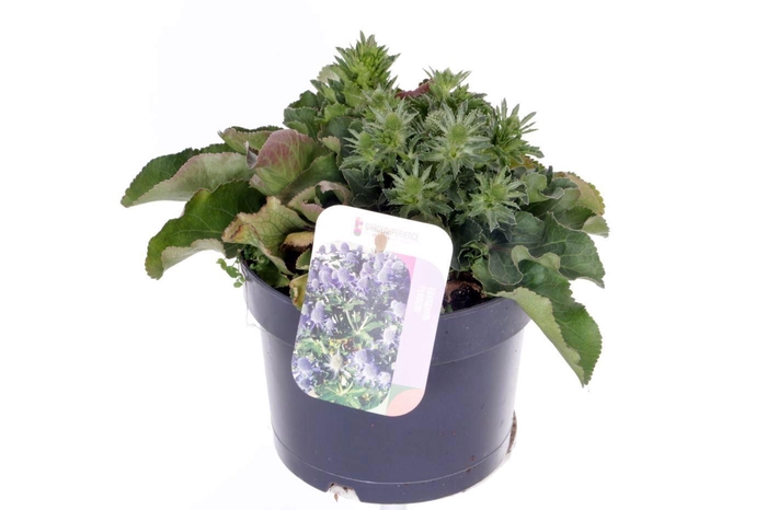 <h4>Eryngium planum Blue Hobbit</h4>