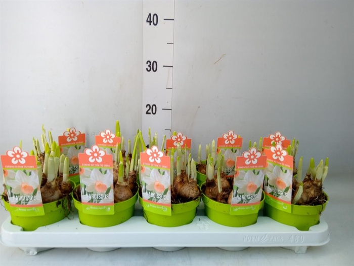 <h4>Narcissus ...</h4>