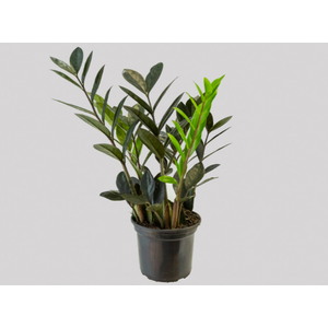 ZAMIOCULCAS BLACK QUEEN P14