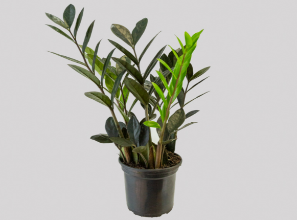 <h4>ZAMIOCULCAS BLACK QUEEN P14</h4>