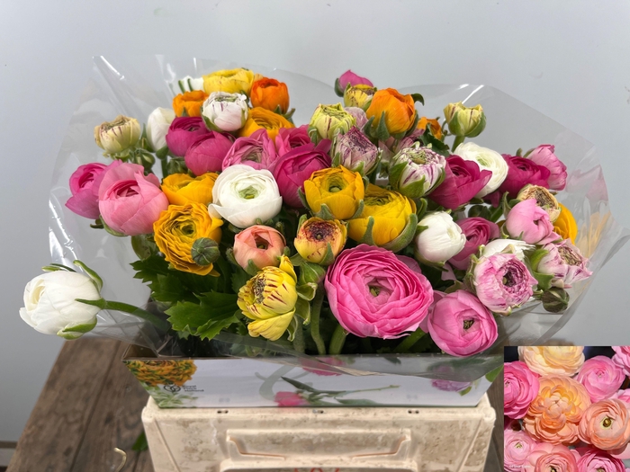 <h4>RAN GEM IN BOS</h4>