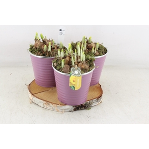 arr4 Narcis PL - Zink pot lila hout schijf