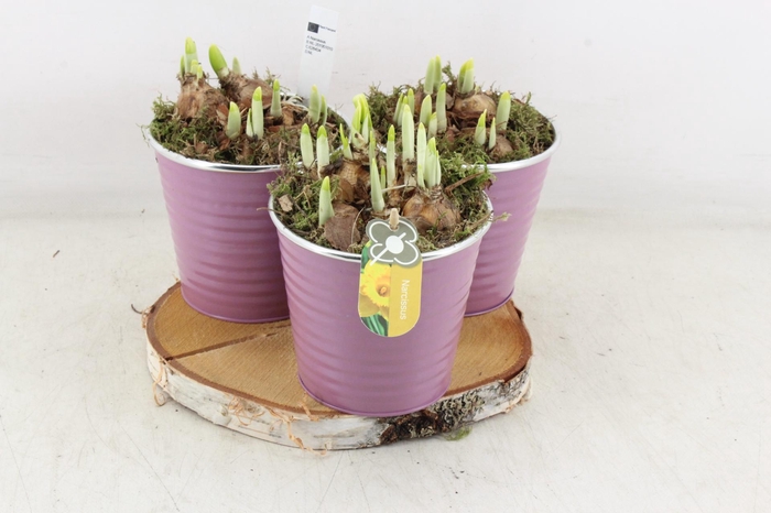 <h4>arr4 Narcis PL - Zink pot lila hout schijf</h4>