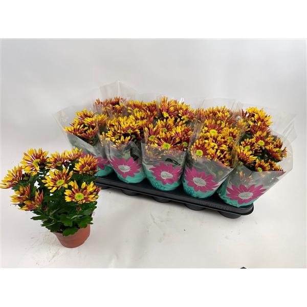 <h4>Chrysanthemum Indicum Grp Splash Energy</h4>