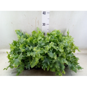 Phlebodium aureum 'Davana'