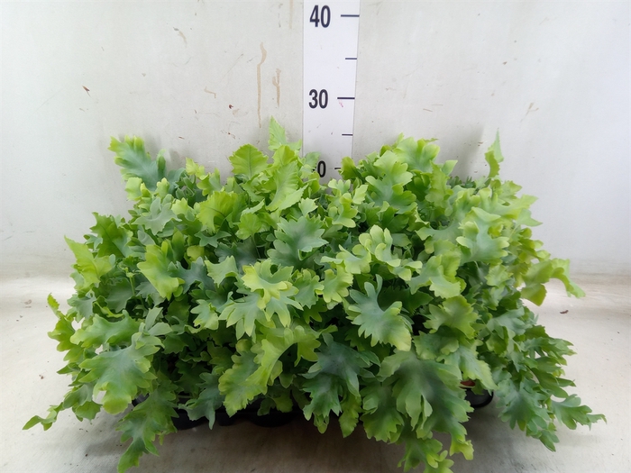 <h4>Phlebodium aureum 'Davana'</h4>