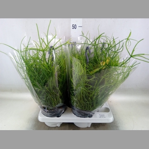 Rhipsalis pulchra