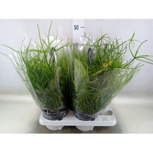 Rhipsalis pulchra