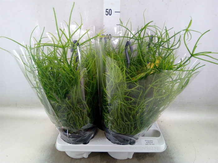 <h4>Rhipsalis pulchra</h4>