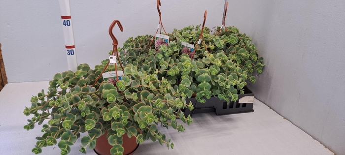<h4>SEDUM SIEBOLDII</h4>