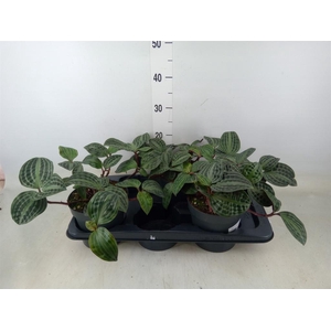 Geogenanthus poeppigii 'Florijn'