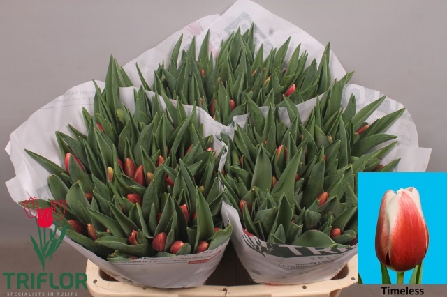 <h4>TU EN TIMELESS</h4>