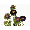 Callis Mats D Blauw